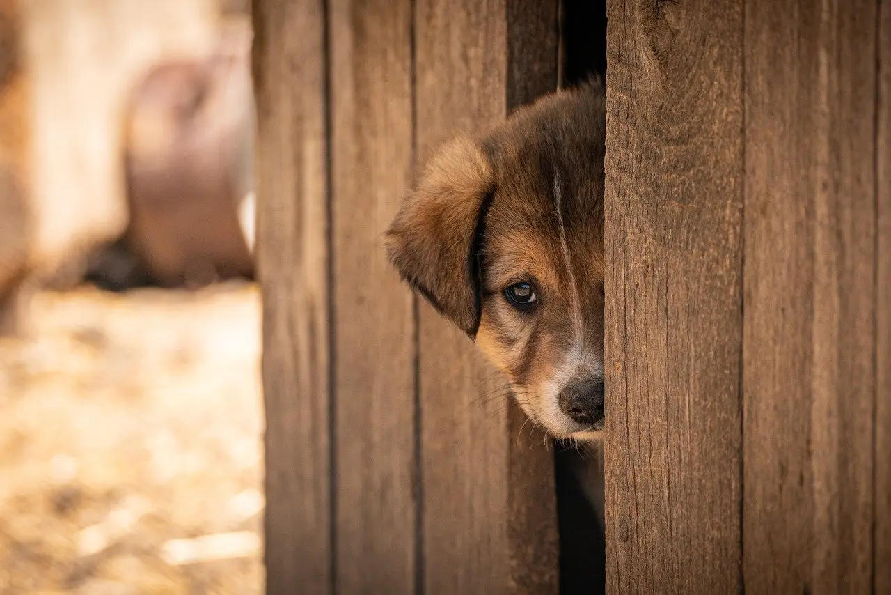 Kan man som mor tage alene på shelterovernatning?