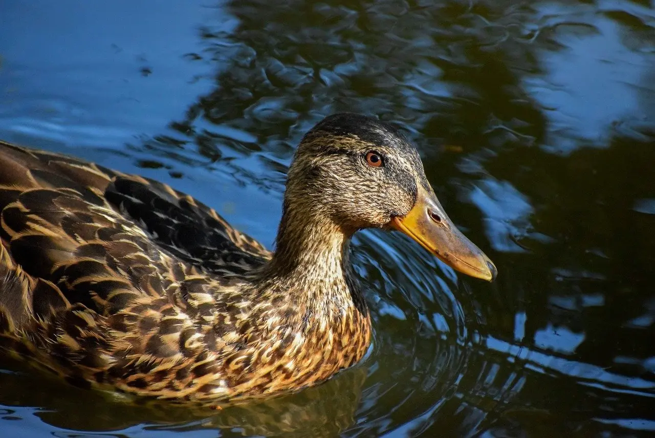 Se svar for Værk Krydsord